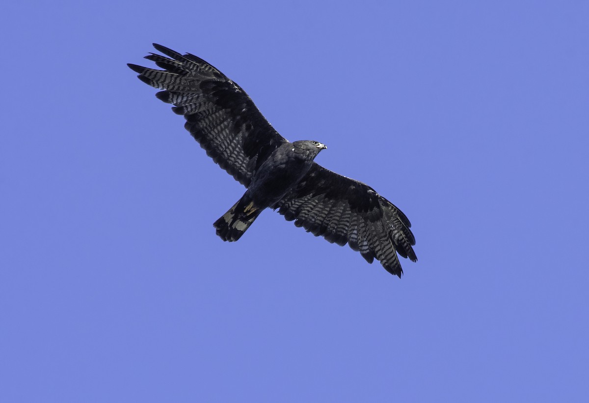 Zone-tailed Hawk - ML373464971