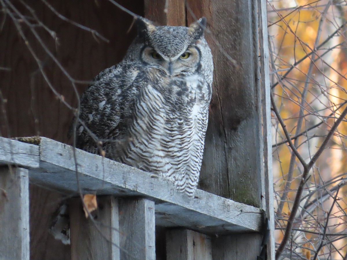 Great Horned Owl - ML373465191