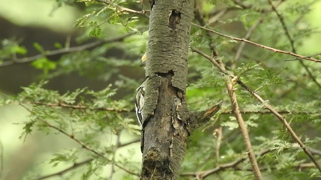Yellow-crowned Woodpecker - ML373474051