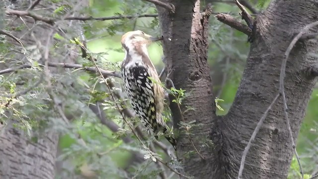 Yellow-crowned Woodpecker - ML373474071