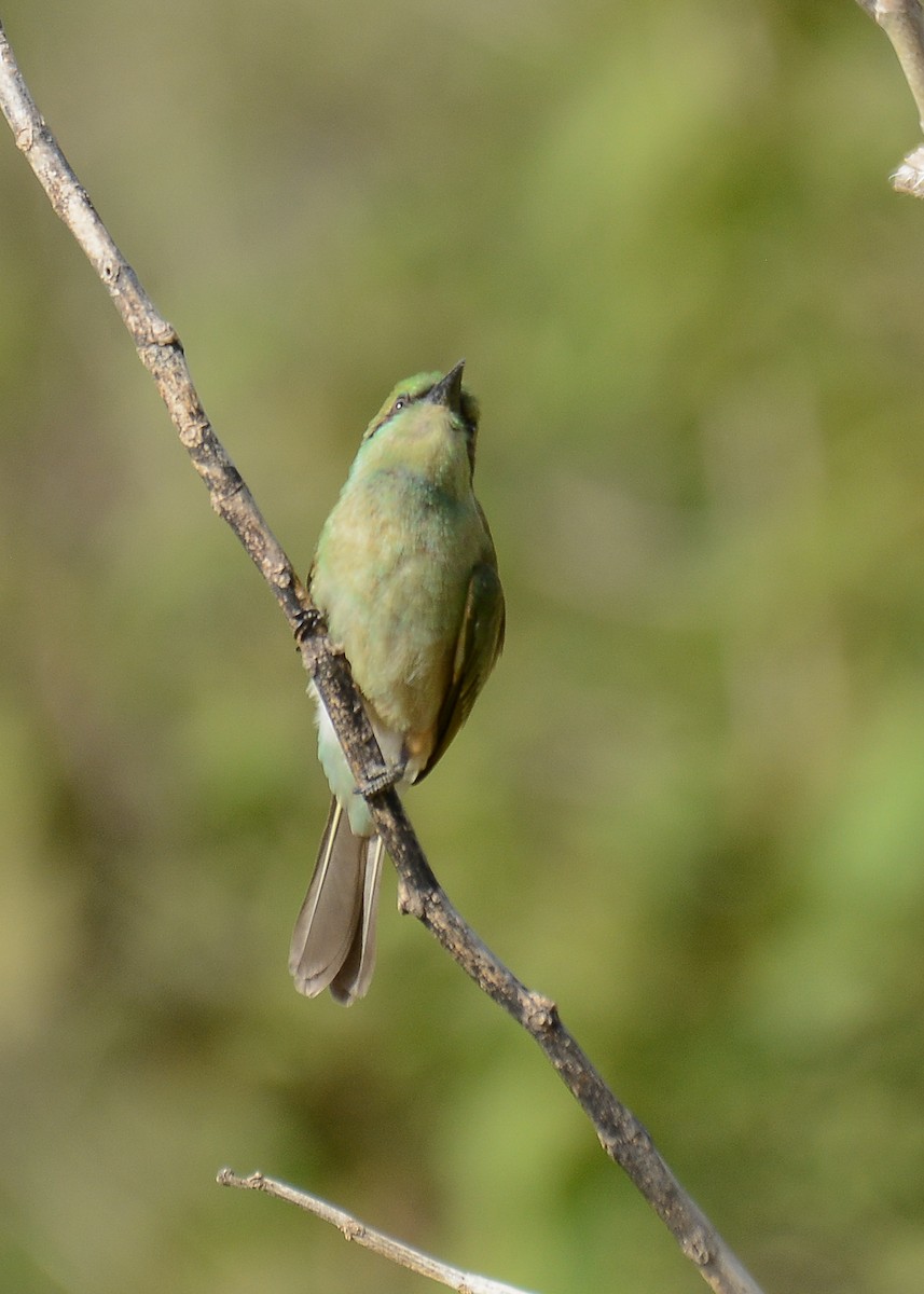 Asian Green Bee-eater - ML373475201