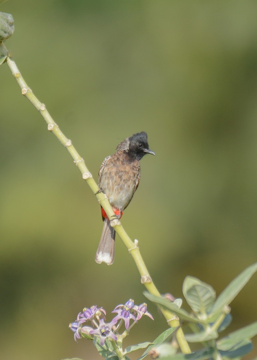 Red-vented Bulbul - ML373475291