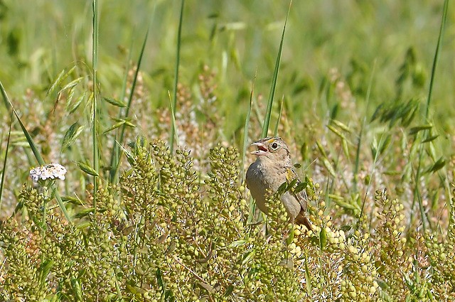 Grasshopper Sparrow - ML37347541
