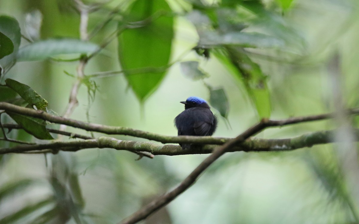 Blue-capped Manakin (Blue-capped) - ML373476961