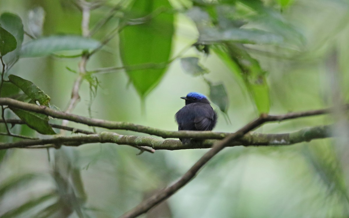 Blue-capped Manakin (Blue-capped) - Christoph Moning