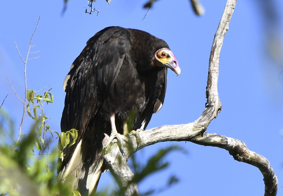 Lesser Yellow-headed Vulture - federico nagel