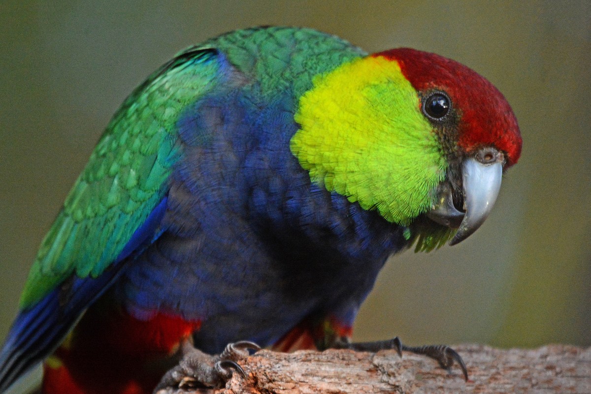 Red-capped Parrot - ML373485301