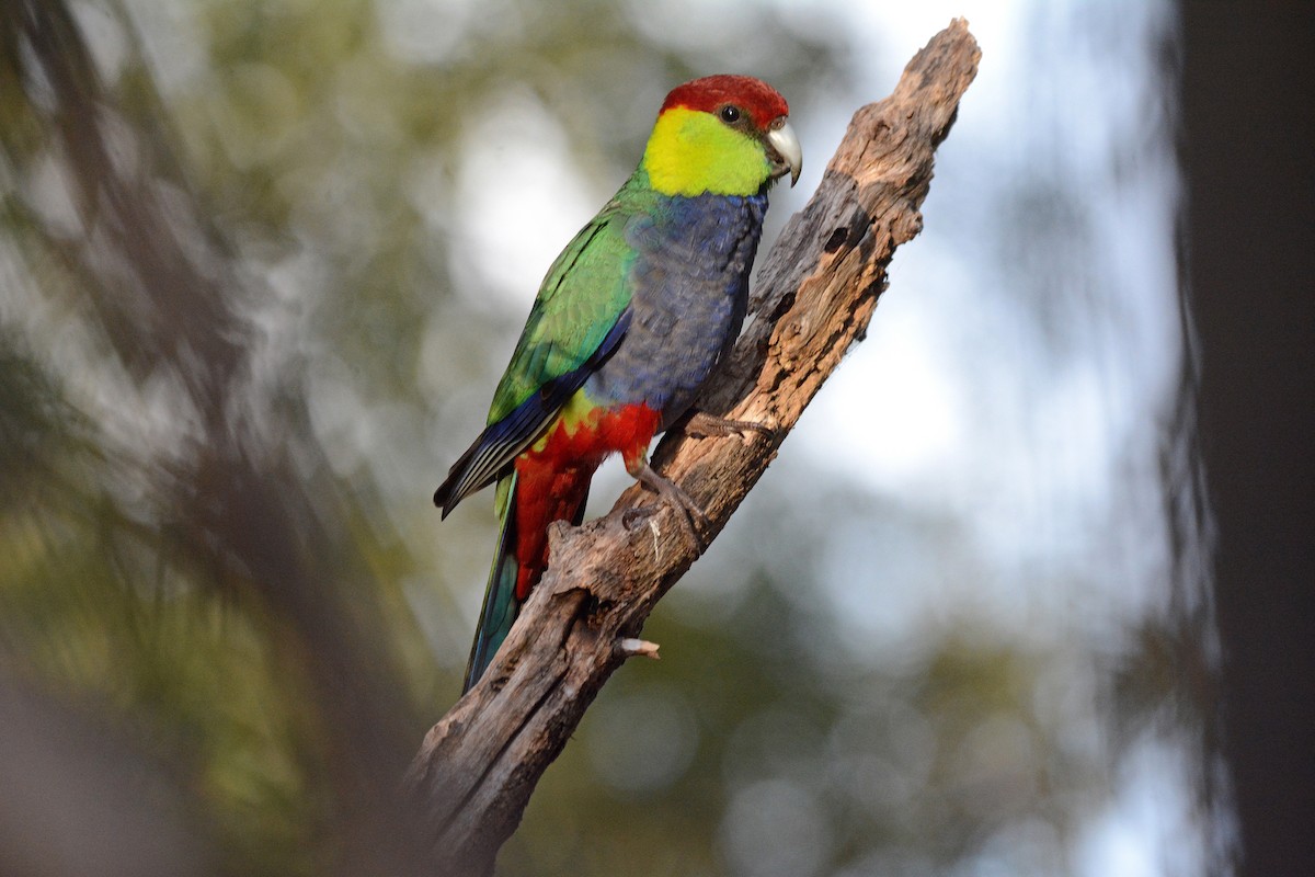 Red-capped Parrot - ML373485341