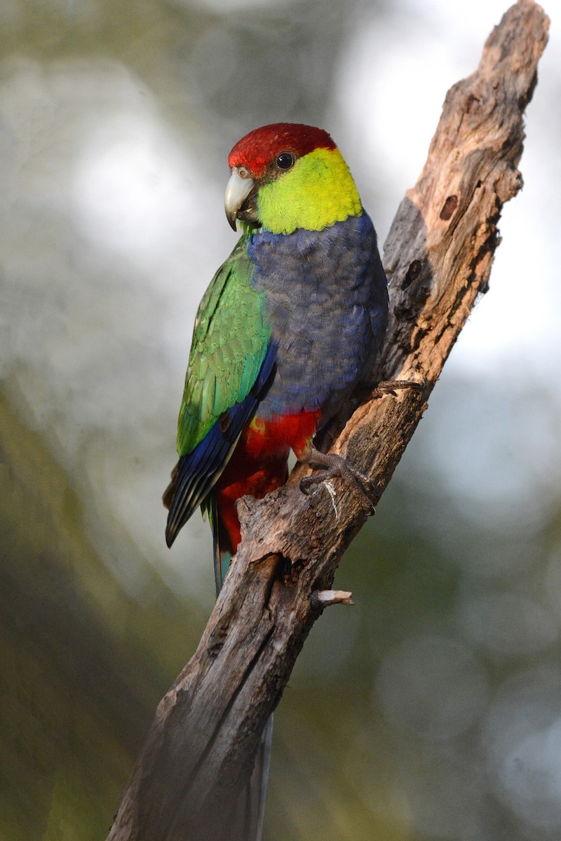 Red-capped Parrot - ML373485351