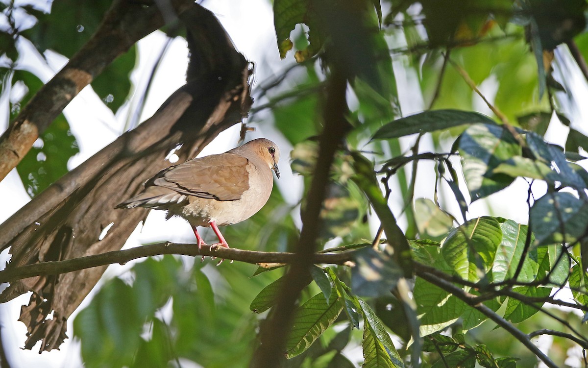 Gray-fronted Dove - Christoph Moning