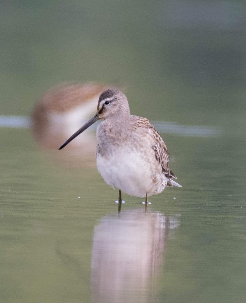 Long-billed Dowitcher - ML373494441