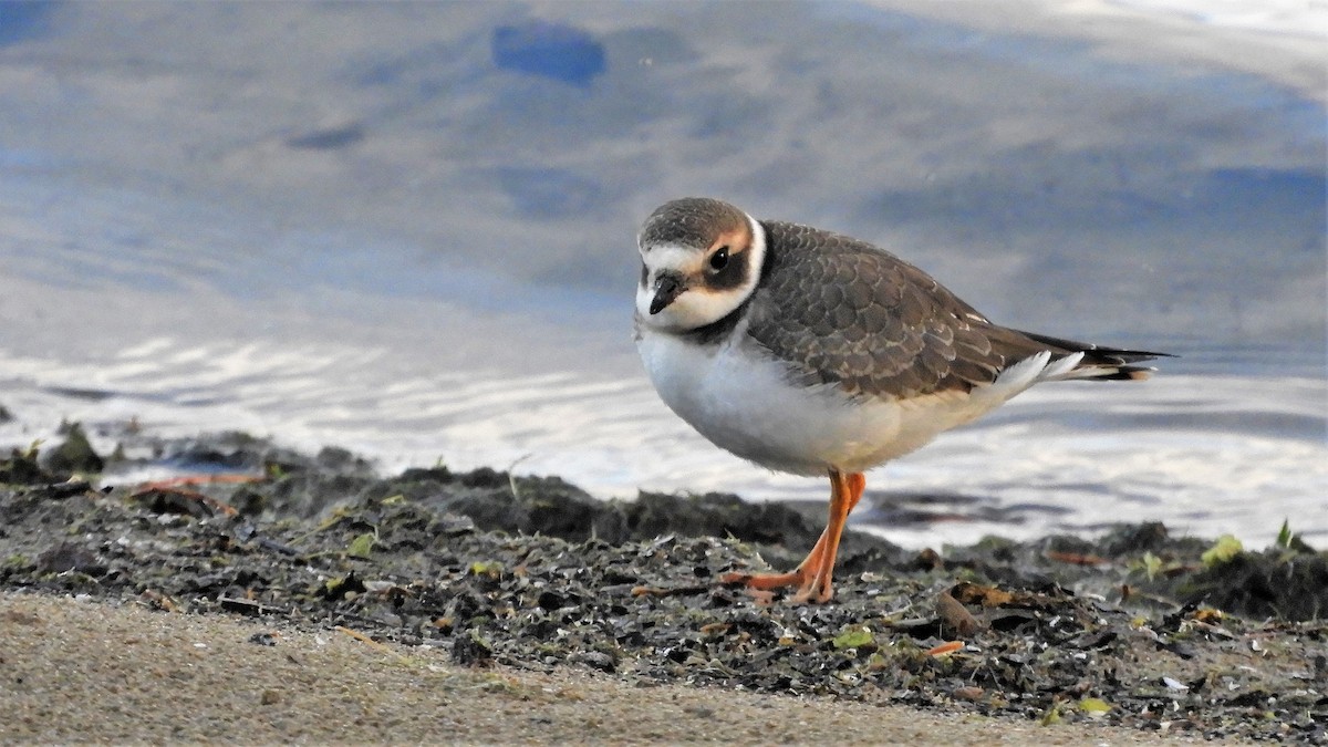 Common Ringed Plover - ML373494611