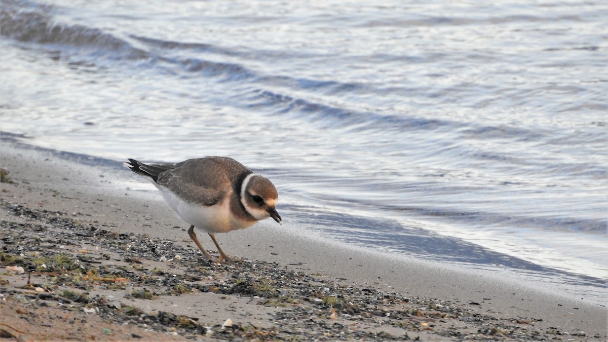 Common Ringed Plover - ML373494671