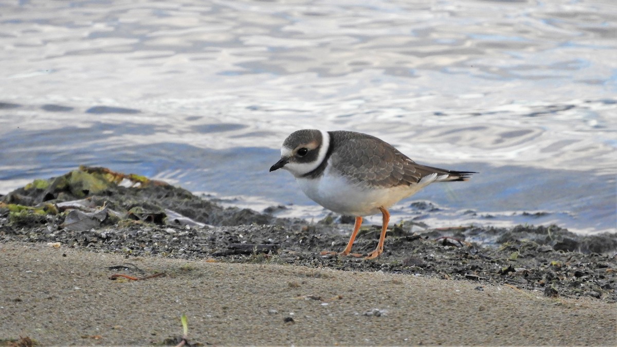 Common Ringed Plover - ML373494721