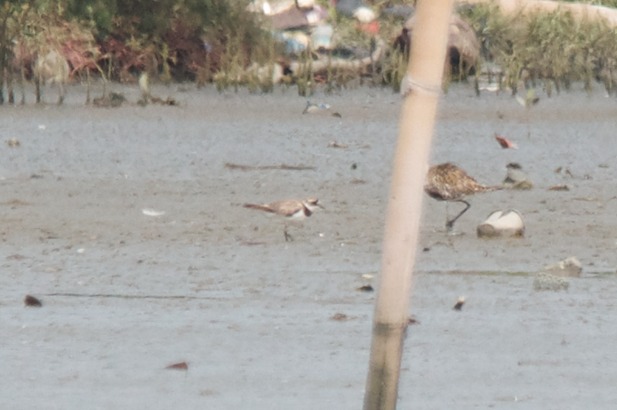 Common Ringed Plover - ML373495591