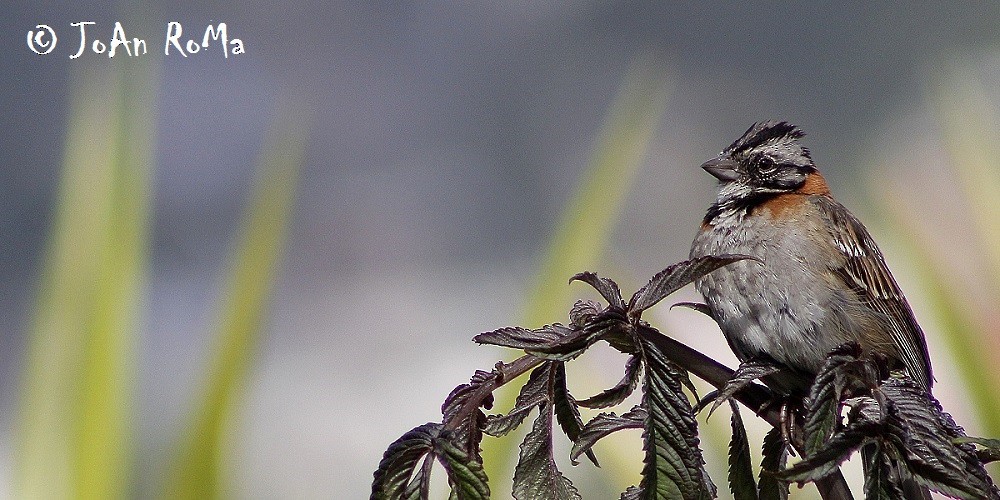 Rufous-collared Sparrow - Antonio Robles