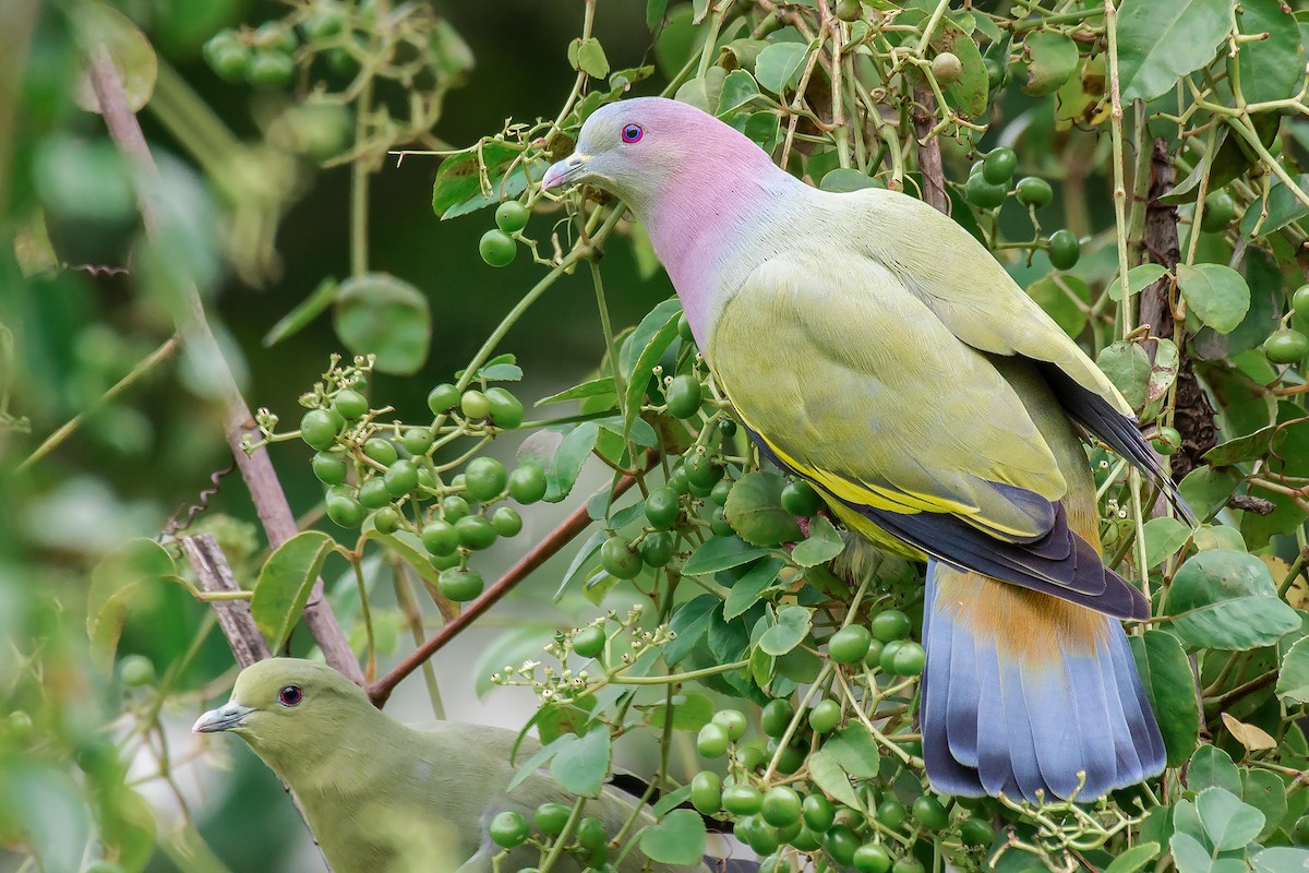 Pink-necked Green-Pigeon - Natthaphat Chotjuckdikul