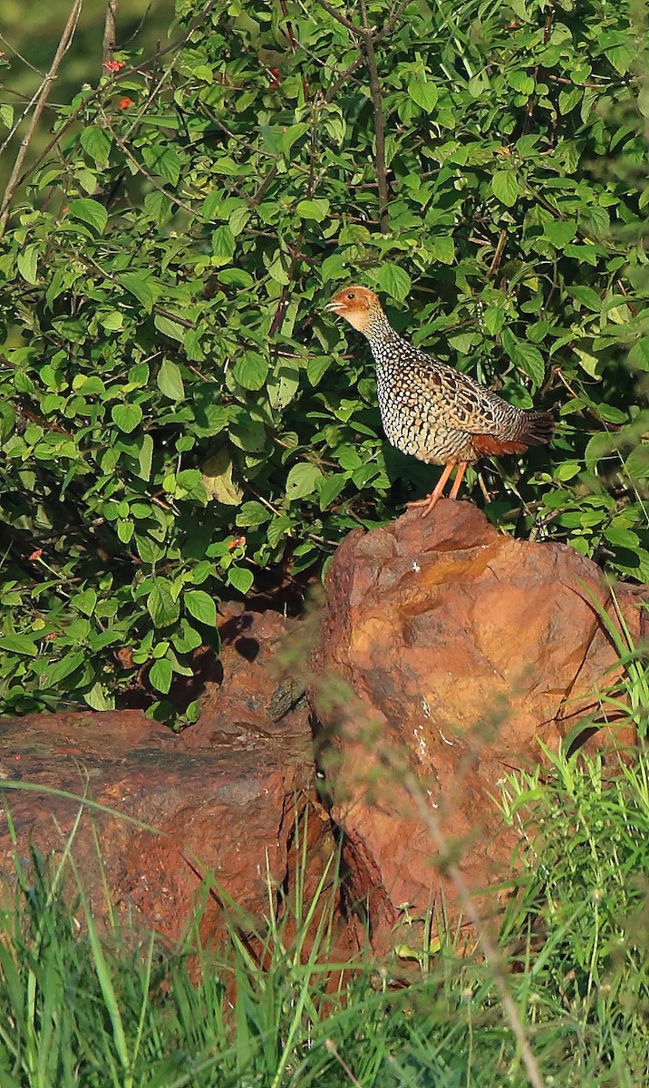 Painted Francolin - ML373500591