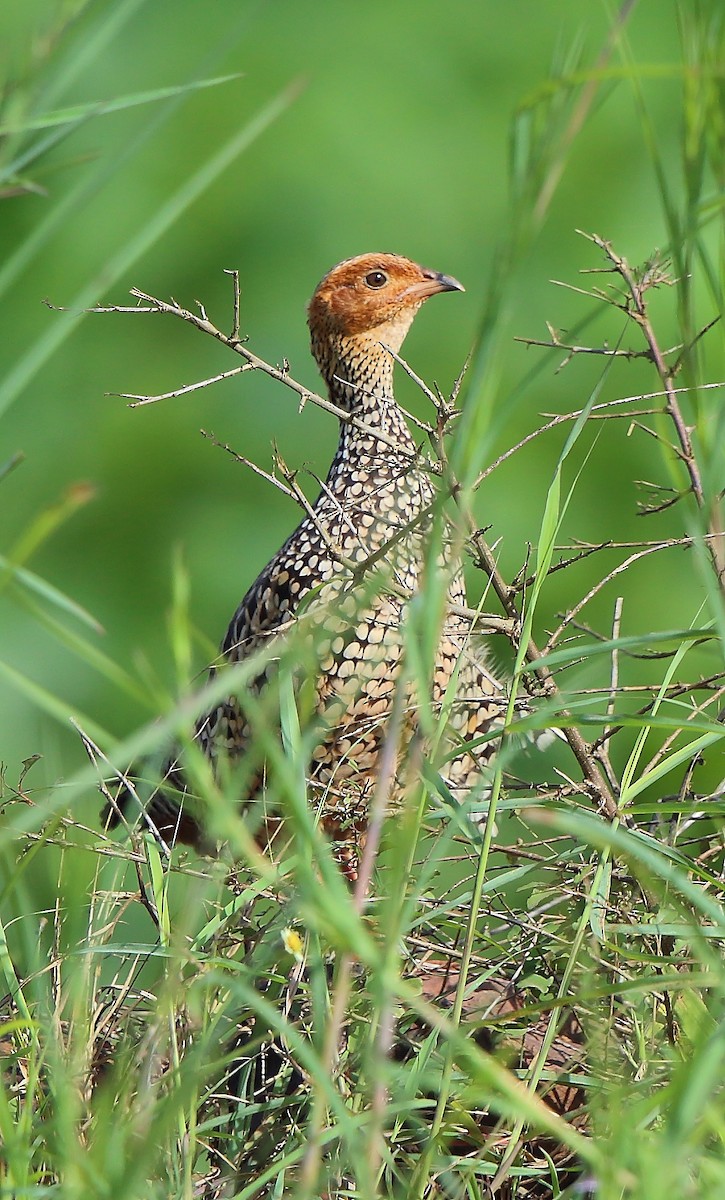 Painted Francolin - ML373500611