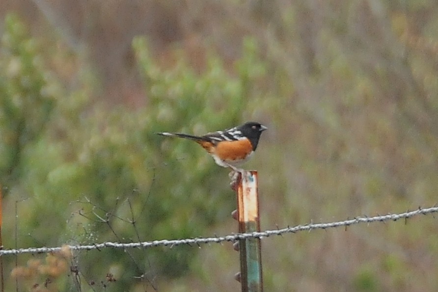 Spotted Towhee - ML37350331