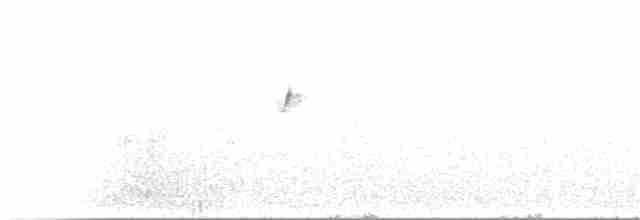 Белокрылая вдовка - ML373503621