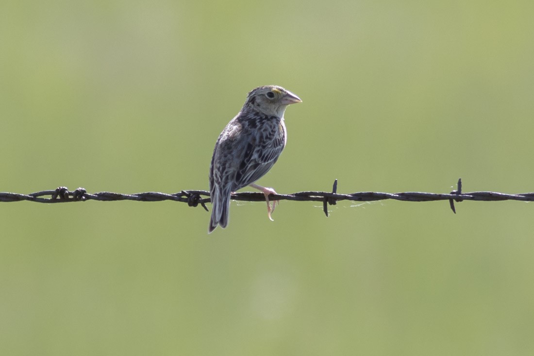 Grasshopper Sparrow - ML37350481