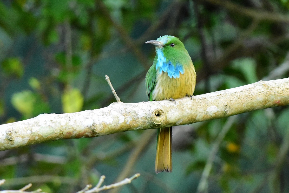 Blue-bearded Bee-eater - Ajoy Kumar Dawn