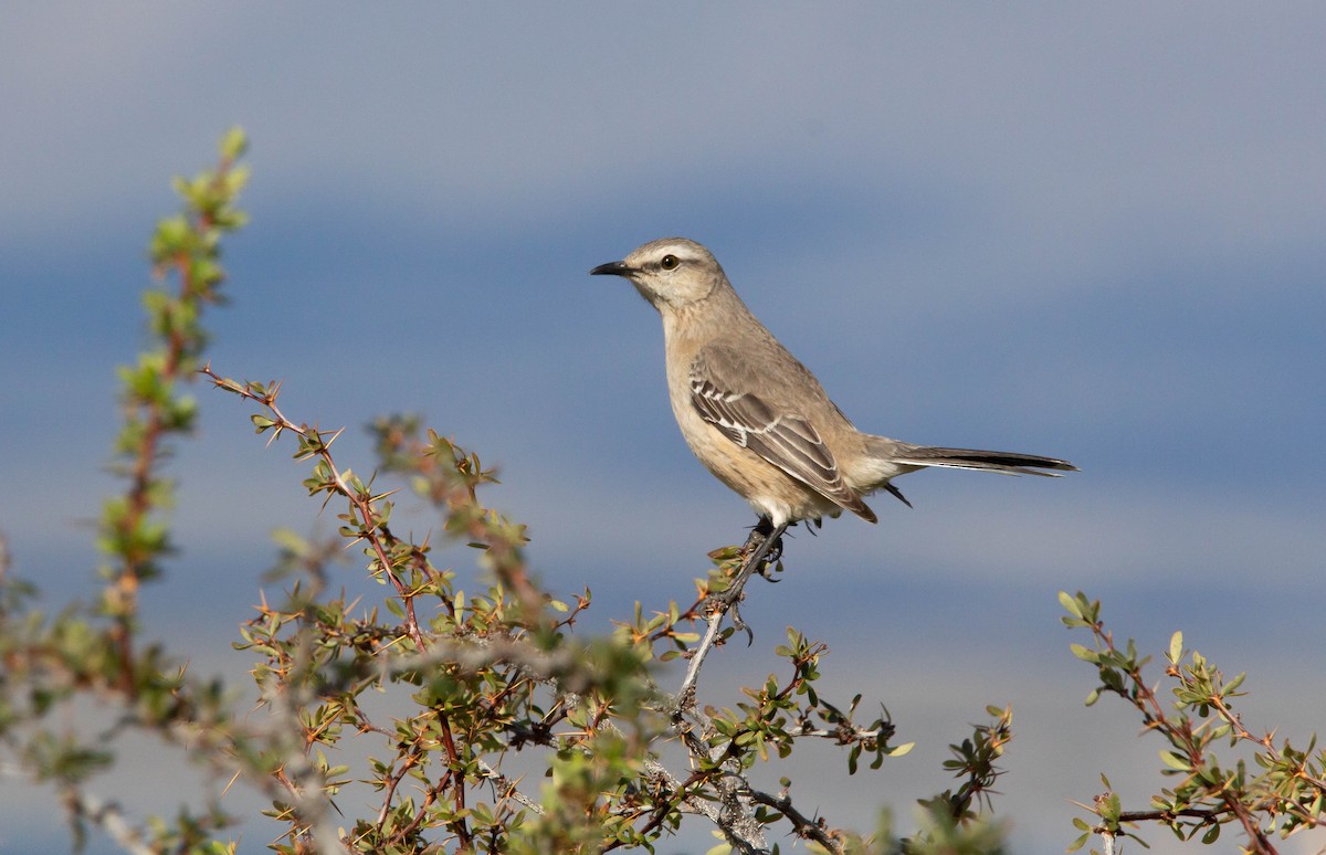Patagonian Mockingbird - ML373510381