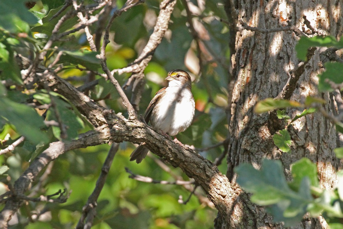 White-throated Sparrow - ML373513851