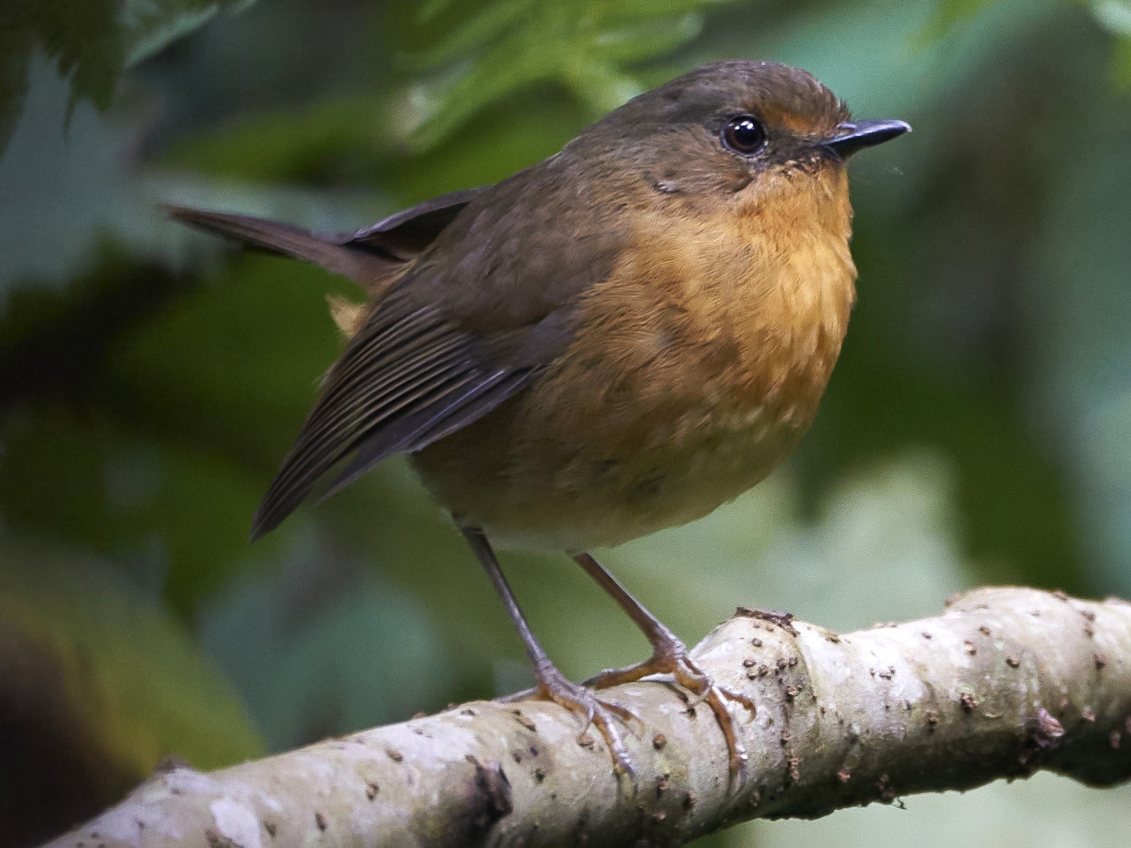 Rubeho Akalat - Daniel López-Velasco | Ornis Birding Expeditions