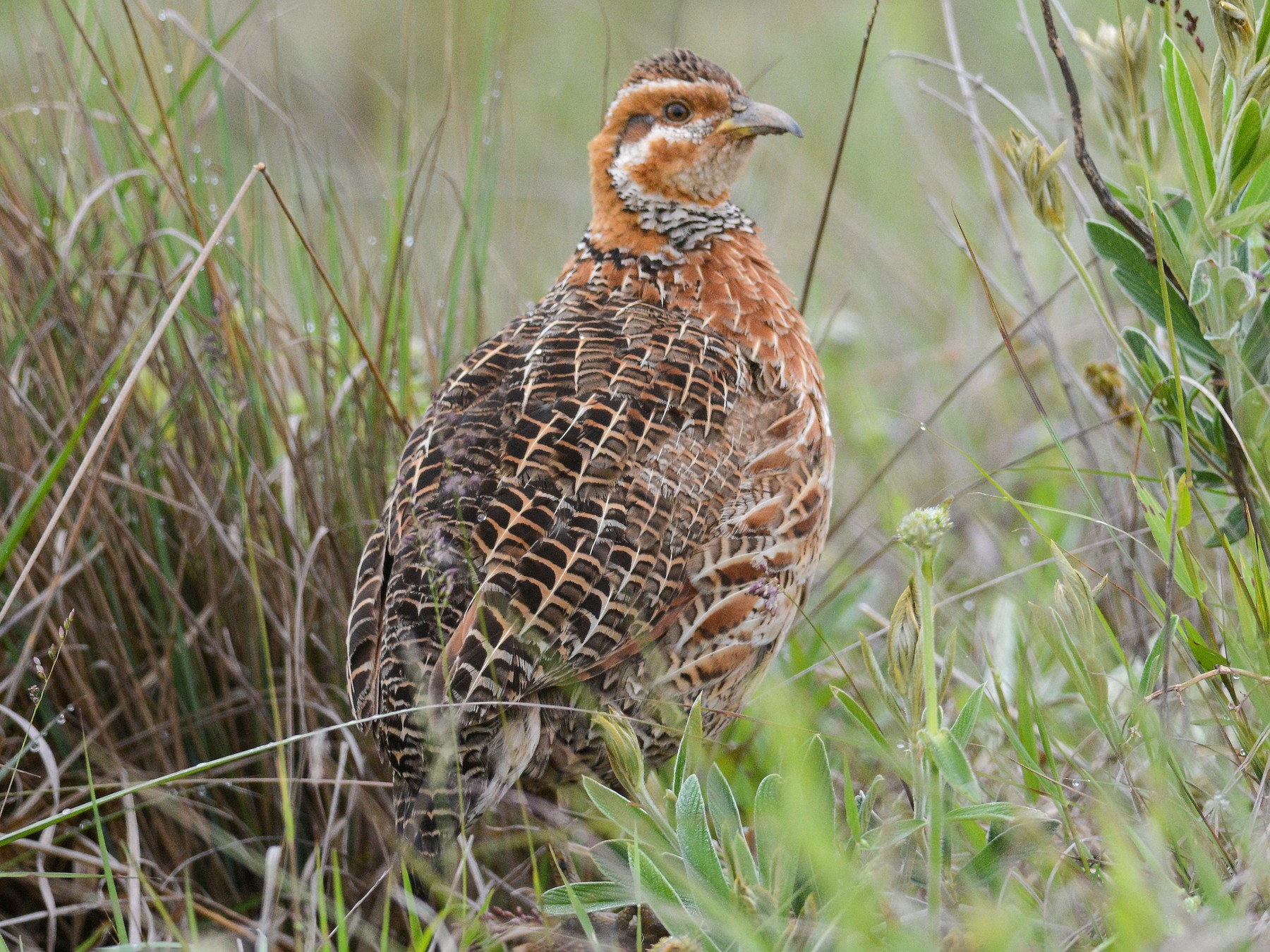 Red-winged Francolin - Mark Van Beirs