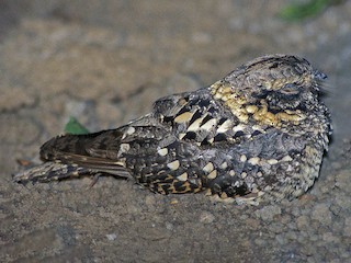  - Montane Nightjar (Abyssinian)