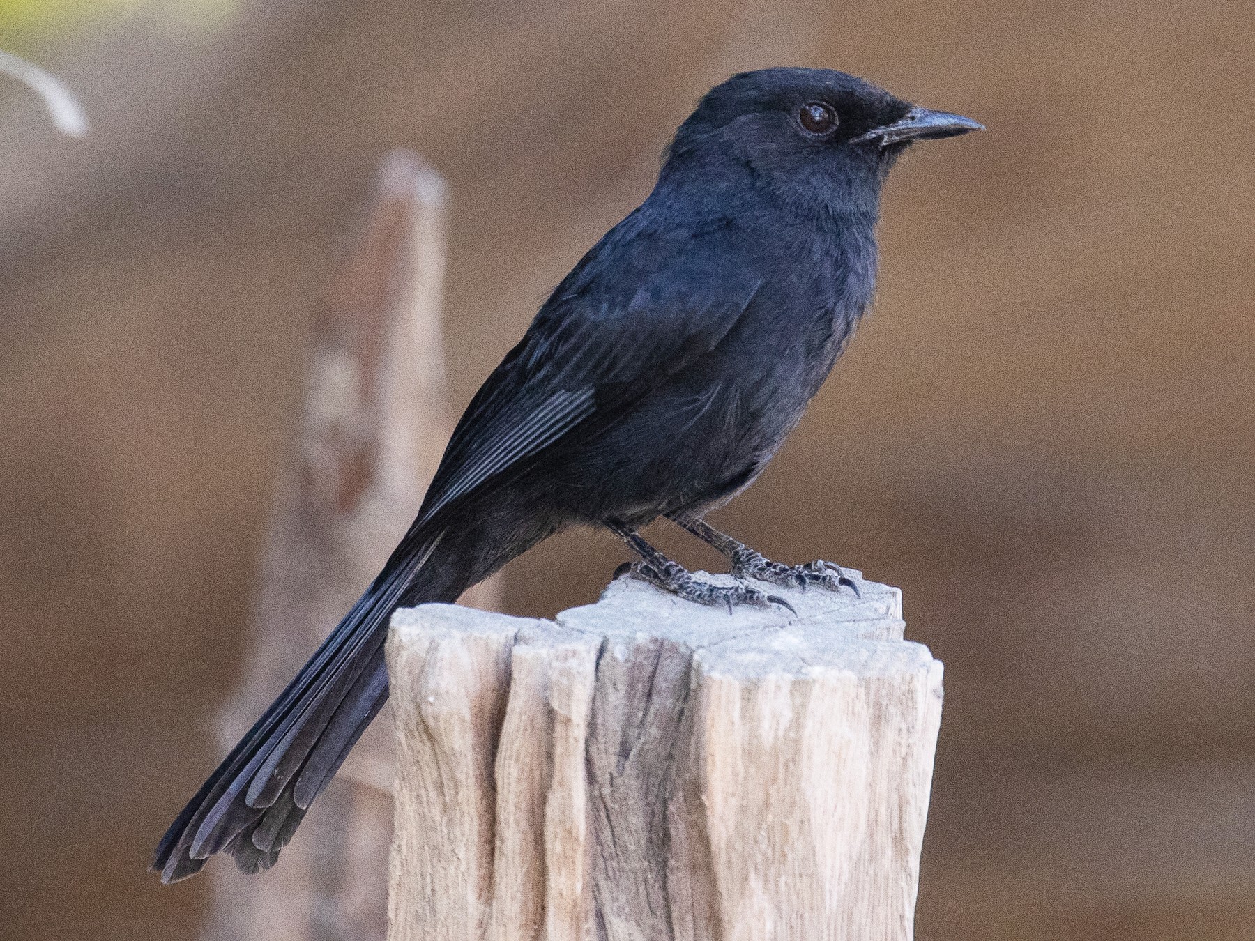 Northern Black-Flycatcher - James Kennerley