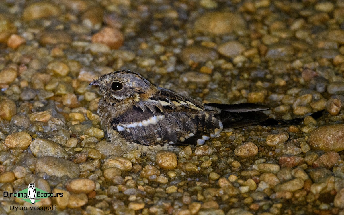 Slender-tailed Nightjar - Dylan Vasapolli - Birding Ecotours