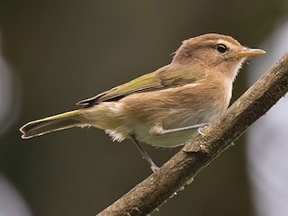  - Brown Woodland-Warbler