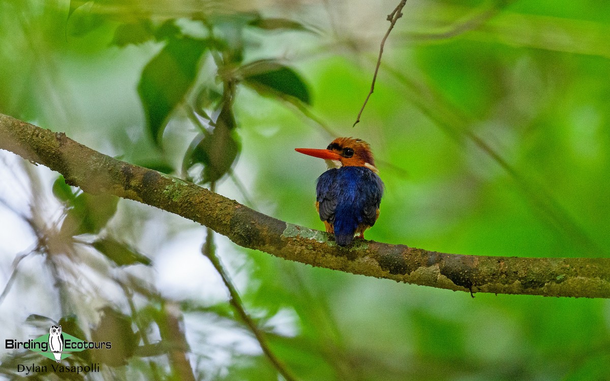 African Dwarf Kingfisher - Dylan Vasapolli - Birding Ecotours