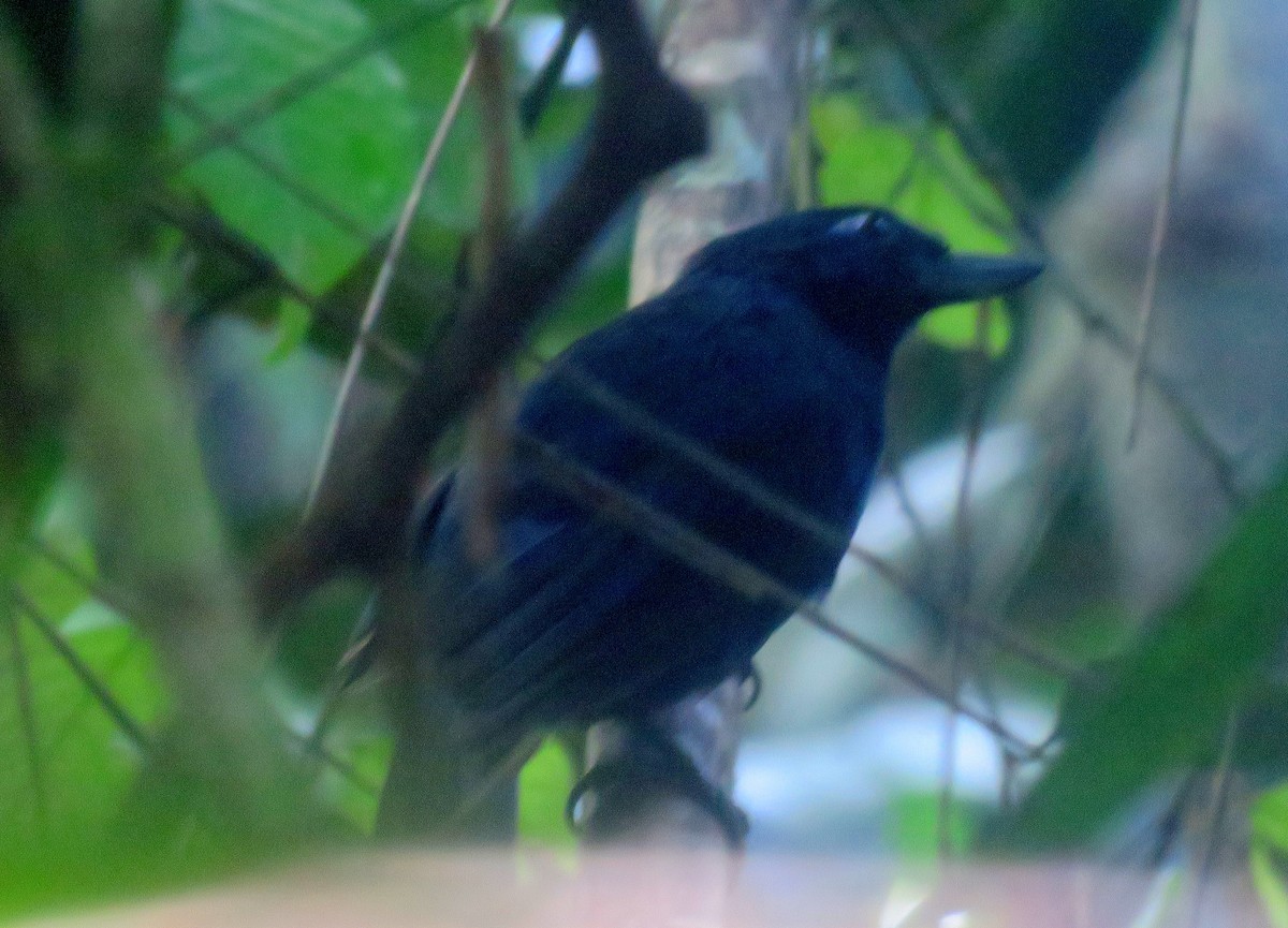 Rondonia Bushbird - ML373527841