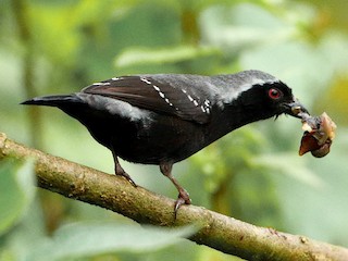 Gray-headed Nigrita - eBird