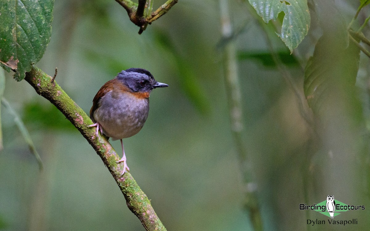 Red-throated Alethe - Dylan Vasapolli - Birding Ecotours