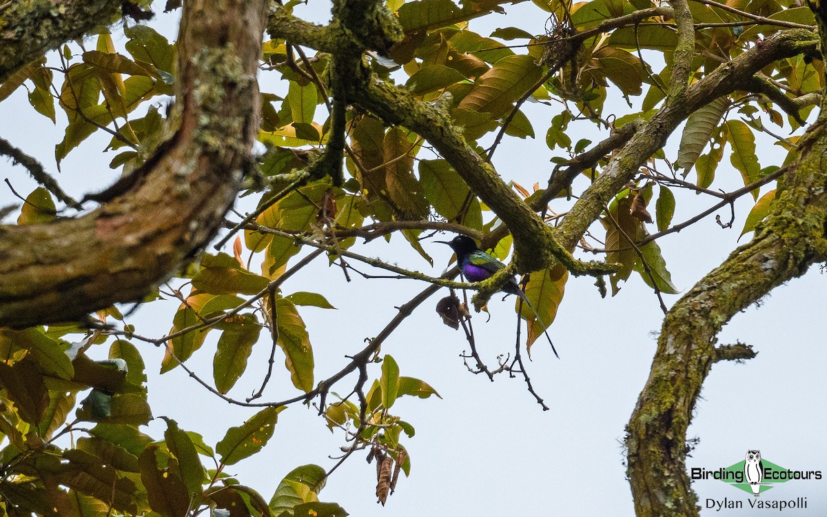 Purple-breasted Sunbird - Dylan Vasapolli - Birding Ecotours