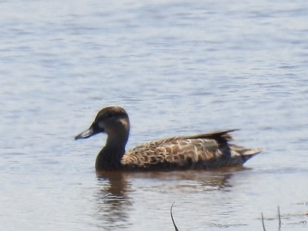 Blue-winged Teal - ML373529881