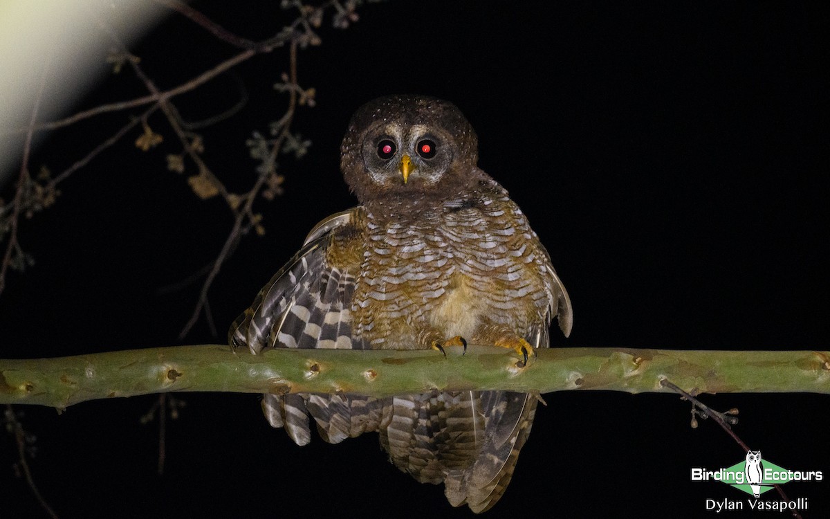 African Wood-Owl - Dylan Vasapolli - Birding Ecotours