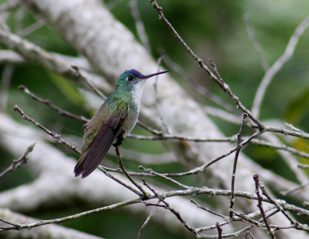 Azure-crowned Hummingbird - ML37353061