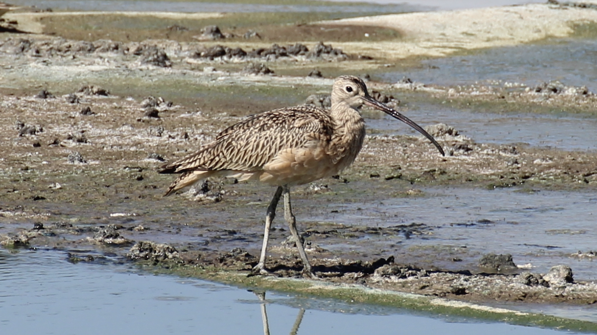 Long-billed Curlew - ML373531071