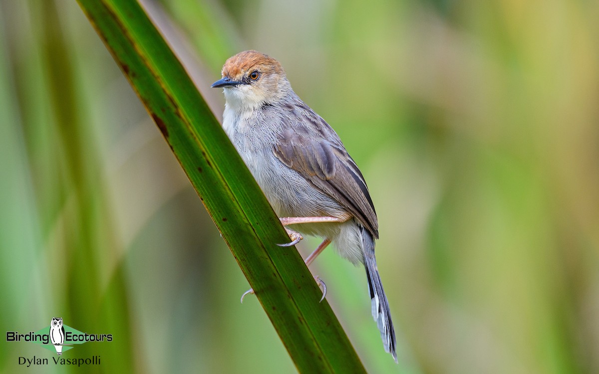 Carruthers's Cisticola - ML373531091
