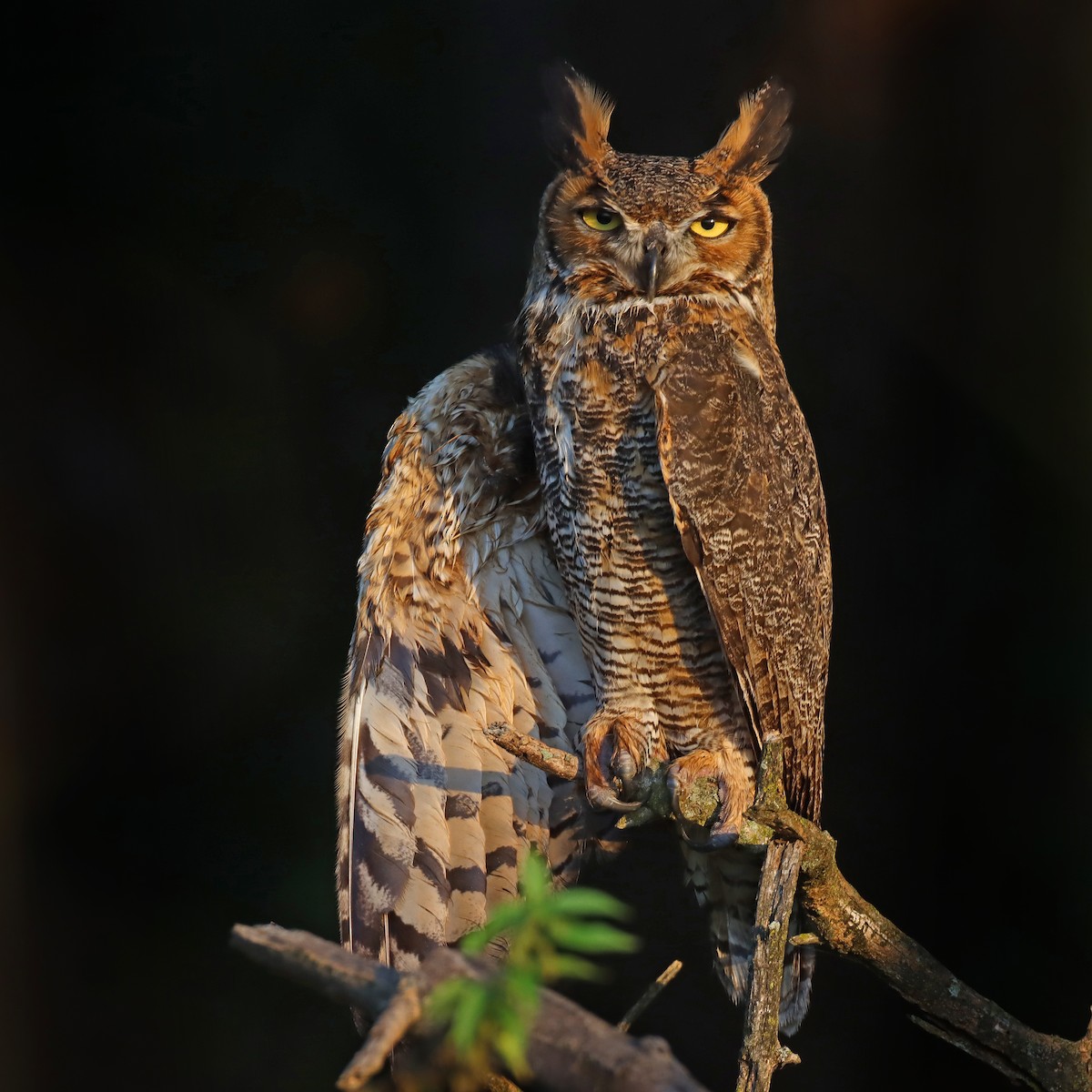 Great Horned Owl - Shari  McCollough