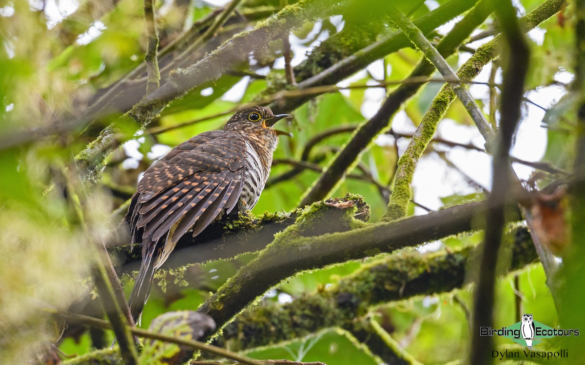 Barred Long-tailed Cuckoo - ML373531311
