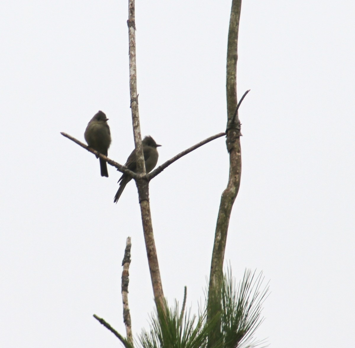Greater Pewee - ML37353231