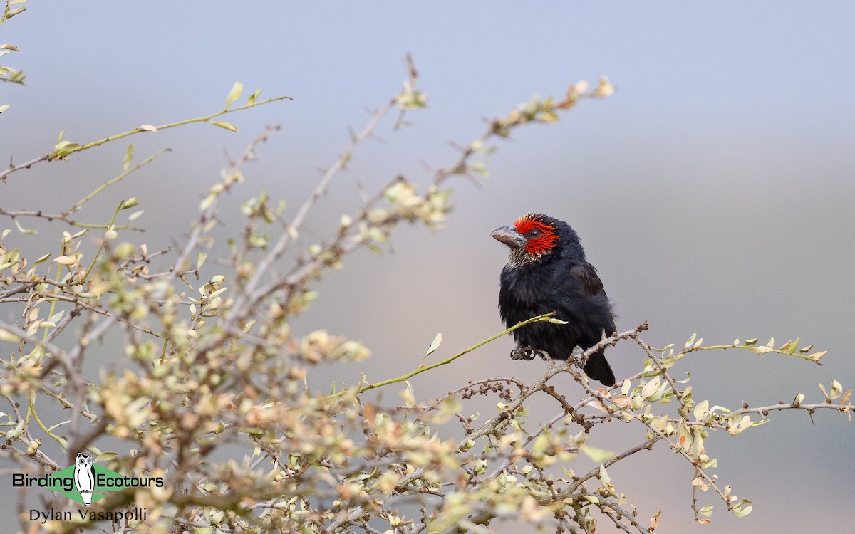 Red-faced Barbet - Dylan Vasapolli - Birding Ecotours