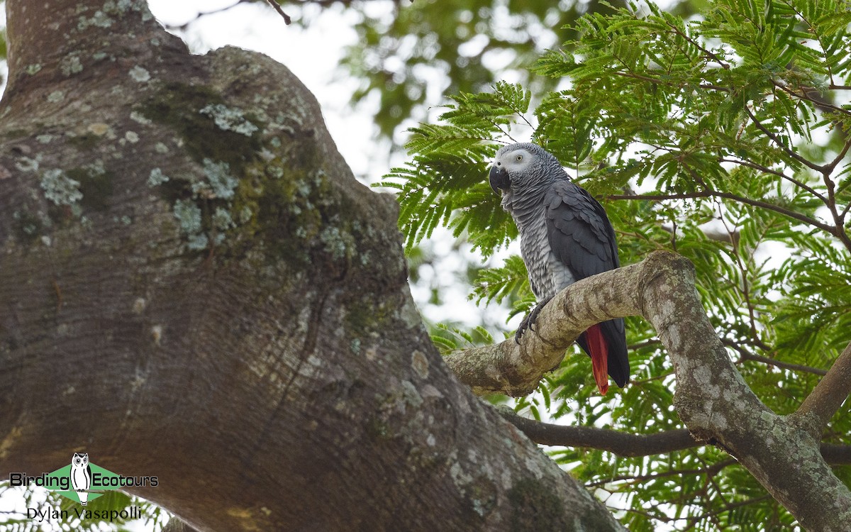 Gray Parrot - Dylan Vasapolli - Birding Ecotours